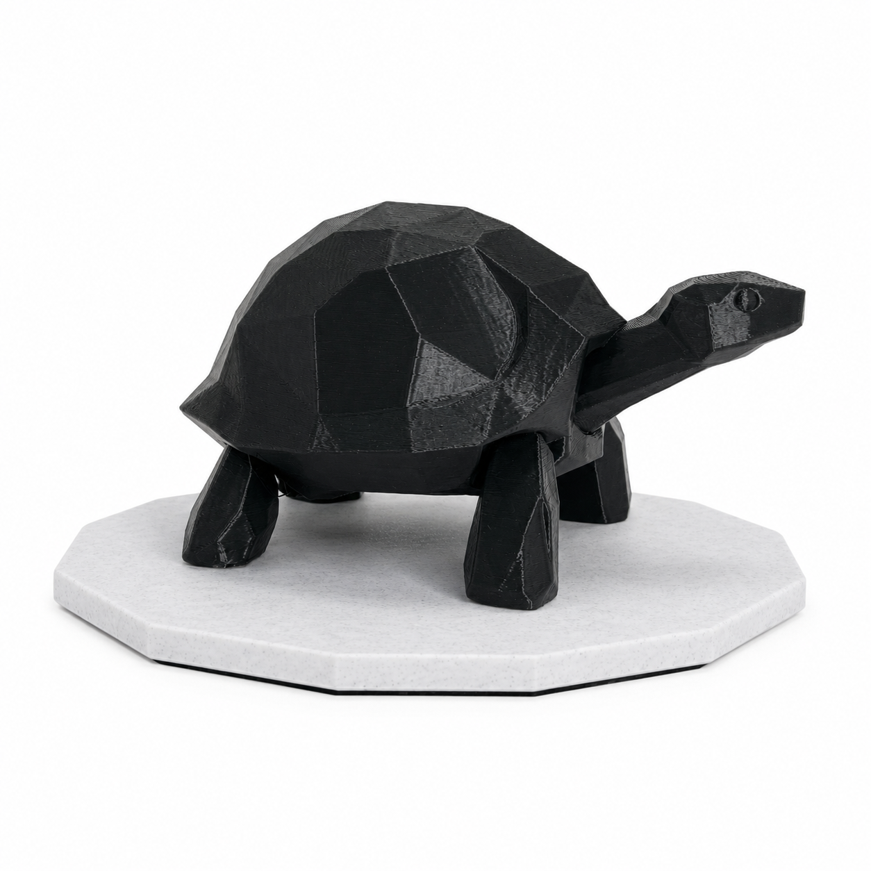 Midnight Journey Tortoise