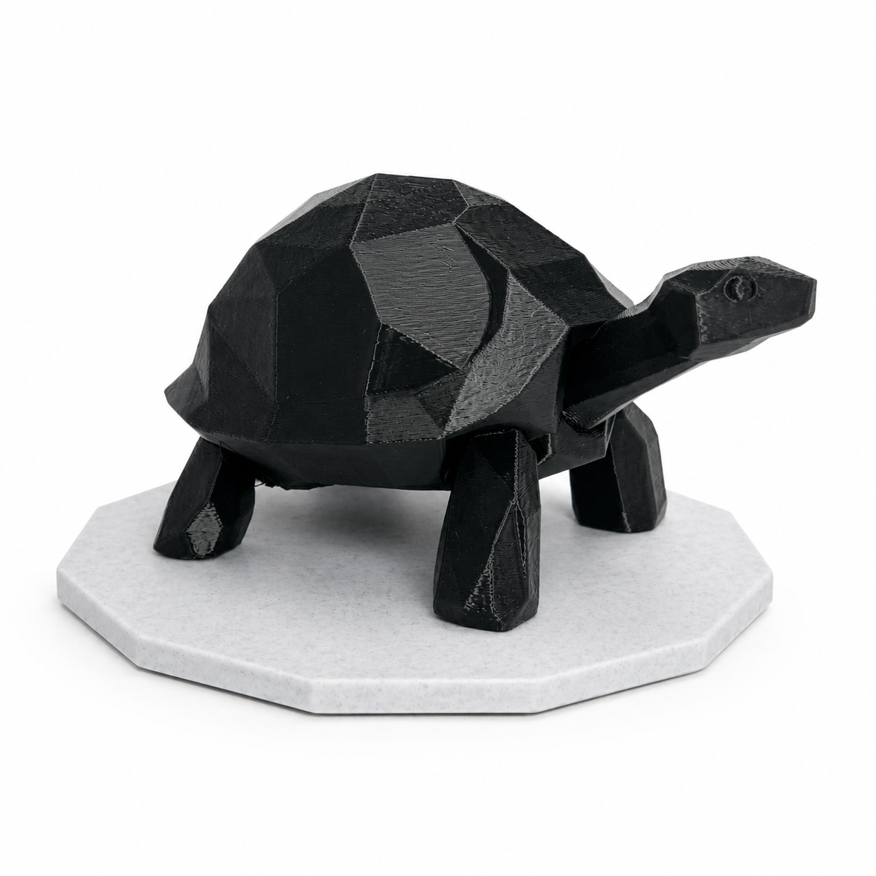 Midnight Journey Tortoise