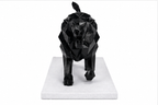 Midnight Roar Lion